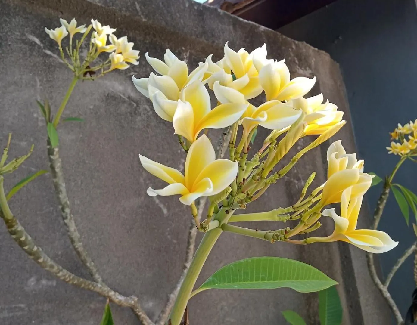 Parama Homestay Balangan Uluwatu  0*, Uluwatu (Bali)